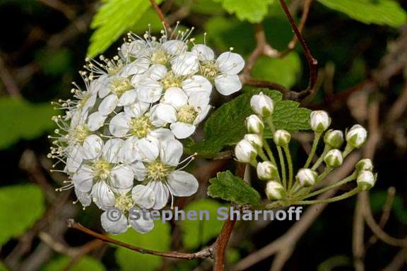 spirea blumei 2 graphic